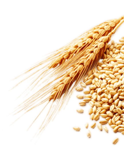 wheat