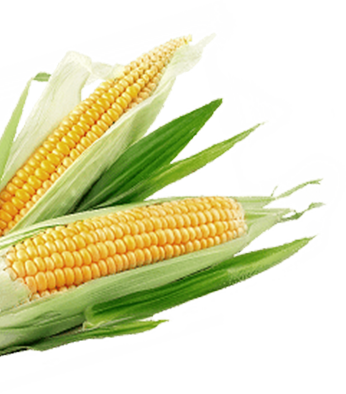 corn